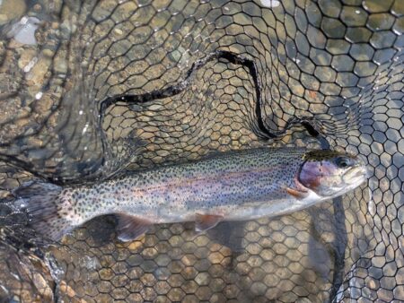 スプーンとミノーに好反応